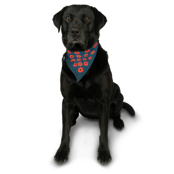 Poppy Pet Bandana - Image 3